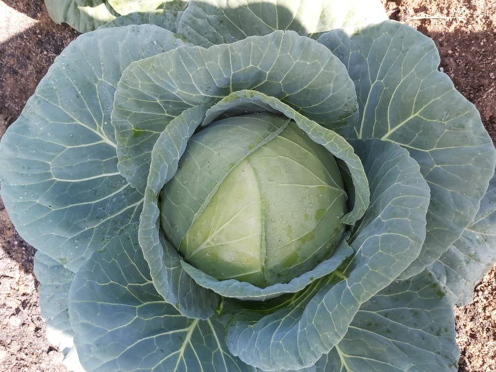 Cabbages